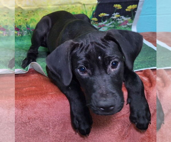 Medium Photo #1 Labrador Retriever-Unknown Mix Puppy For Sale in Wetumpka, AL, USA