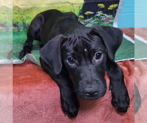 Labrador Retriever-Unknown Mix Dogs for adoption in Wetumpka, AL, USA
