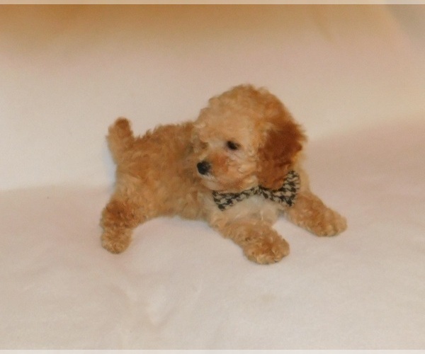 Medium Photo #4 Poodle (Toy) Puppy For Sale in WARRENSBURG, MO, USA