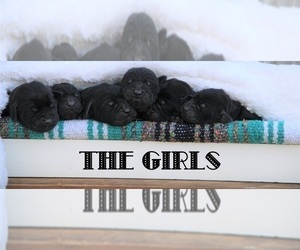 Labrador Retriever Puppy for sale in HYDE PARK, VT, USA