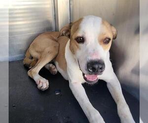 American Staffordshire Terrier Dogs for adoption in San Antonio, TX, USA