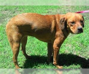Truffles - Female Cocker Spaniel-Unknown Mix Dog for Adoption - Photo #3