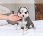 Bones Teacup - Male Pomsky Puppy for Sale - Photo #3