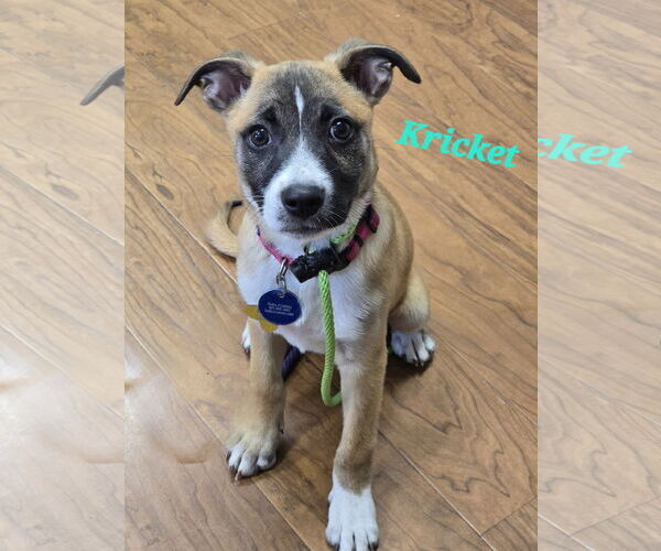 Medium Photo #1 Labrador Retriever-Unknown Mix Puppy For Sale in Sandy, UT, USA