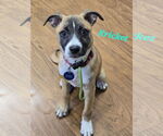 Small Labrador Retriever Mix