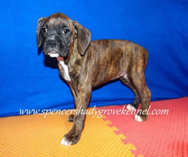Medium Photo #8 Boxer Puppy For Sale in CABOOL, MO, USA