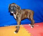Small #7 Boxer