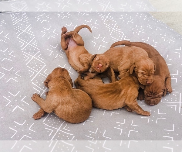 Medium Photo #3 Vizsla Puppy For Sale in RICHLAND, WA, USA