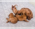 Small Photo #3 Vizsla Puppy For Sale in RICHLAND, WA, USA
