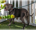 Small #9 American Pit Bull Terrier Mix