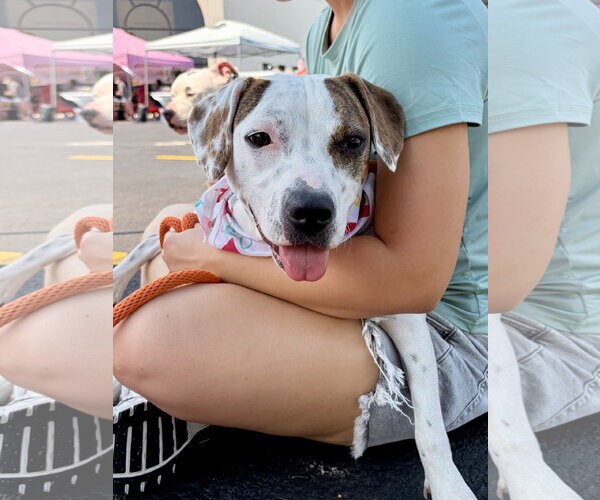 Medium Photo #7 Beagle-Unknown Mix Puppy For Sale in Techny, IL, USA