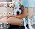 Small #6 Beagle Mix