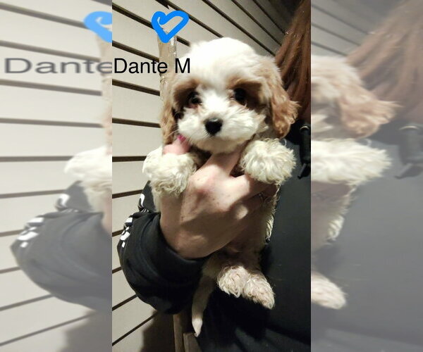 Medium Photo #1 Cavapoo (Miniature) Puppy For Sale in Studio City, CA, USA