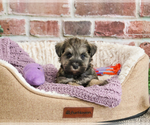 Medium Photo #1 Schnauzer (Miniature) Puppy For Sale in SYRACUSE, IN, USA