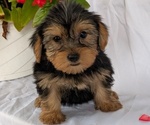 Small #1 Yorkshire Terrier