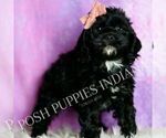 Puppy Pinkie F1 Cavapoo (Miniature)