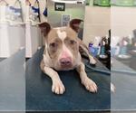 ZELDA - Female Bulldog Dog for Adoption - Small photo