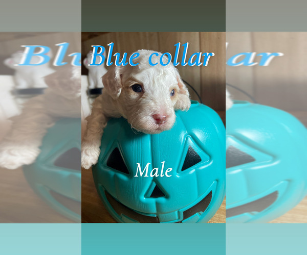 Medium Photo #1 Cavapoo Puppy For Sale in LAFAYETTE, TN, USA