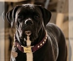 Small Photo #1 Boxer Puppy For Sale in HOUSTON, TX, USA