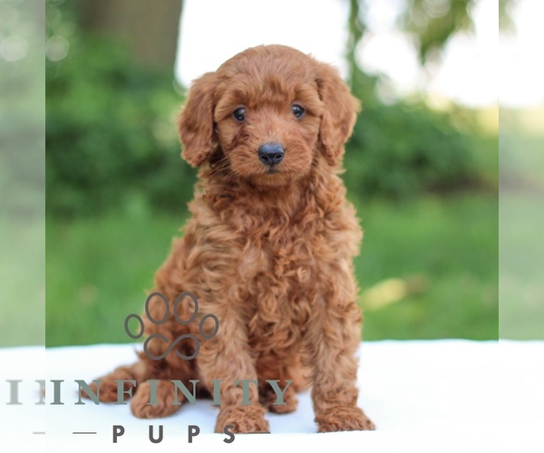 Medium Photo #3 Goldendoodle (Miniature) Puppy For Sale in LITITZ, PA, USA