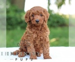 Small #2 Goldendoodle (Miniature)