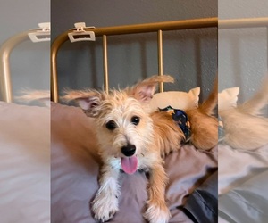 Mutt Dogs for adoption in Grafton, WI, USA