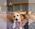Small Mutt