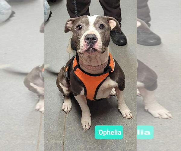 Medium Photo #4 Mutt Puppy For Sale in Richmond, IN, USA