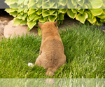 Small Photo #11 Shiba Inu Puppy For Sale in MILLERSBURG, IN, USA