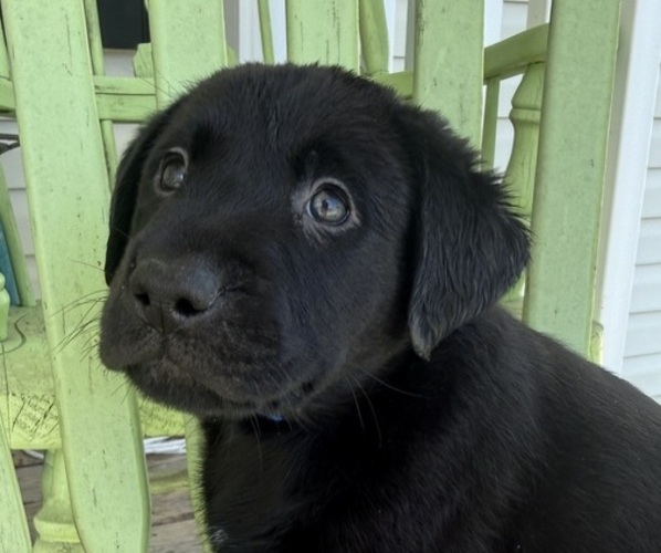 Medium Photo #22 Labrador Retriever Puppy For Sale in SPOTSYLVANIA, VA, USA