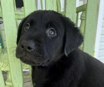 Small #21 Labrador Retriever