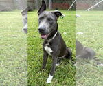 Small #4 Labrador Retriever Mix