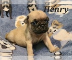 Puppy HENRY Pug