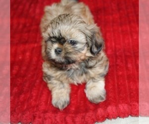 Shih Tzu Puppy for sale in THAYER, KS, USA