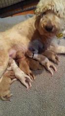 Mother of the Pyredoodle puppies born on 05/04/2018