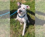 Small #1 American Staffordshire Terrier