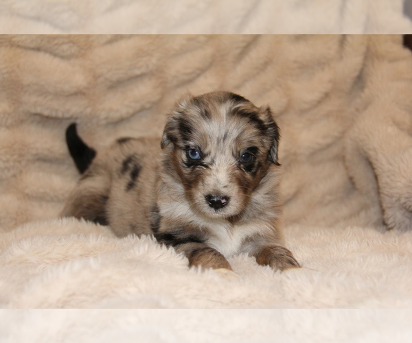 Medium Photo #3 Australian Shepherd Puppy For Sale in STEWART, MS, USA