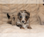 Small #2 Australian Shepherd