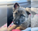 Small Photo #1 German Shepherd Dog Puppy For Sale in VIRGINIA BEACH, VA, USA