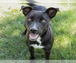 Small #1 American Pit Bull Terrier Mix