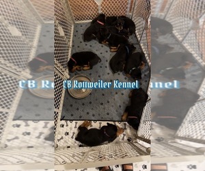 Rottweiler Puppy for sale in INGLESIDE, TX, USA