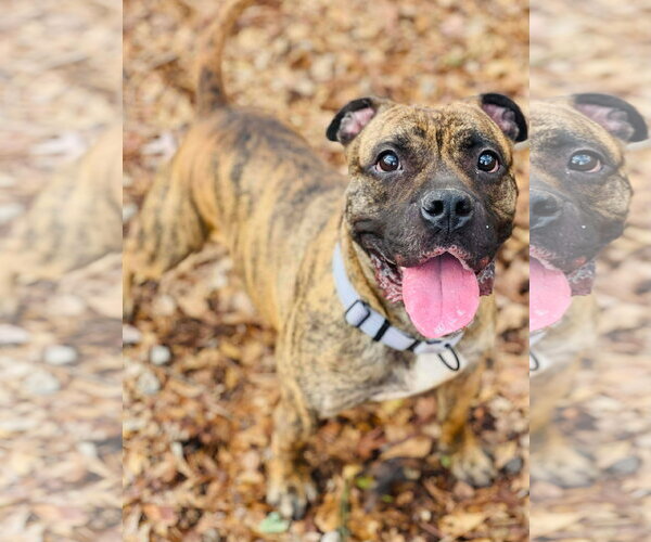 Medium Photo #1 American Staffordshire Terrier-Boxer Mix Puppy For Sale in Social Circle, GA, USA