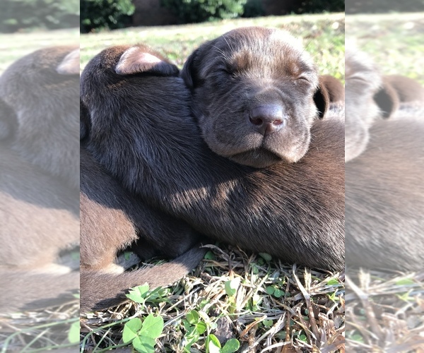 Medium Photo #4 Labrador Retriever Puppy For Sale in CHESNEE, SC, USA