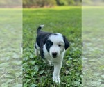 Small #2 Border Collie-Papillon Mix
