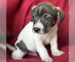 Small #6 Jack Russell Terrier Mix