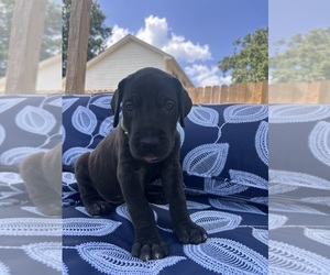 Medium Great Dane