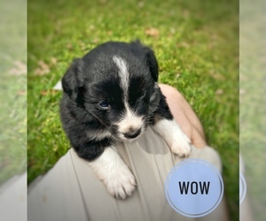 Border Collie-Papillon Mix Puppy for sale in CULPEPER, VA, USA