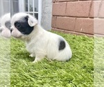 Small Photo #89 French Bulldog Puppy For Sale in COLUMBUS, OH, USA