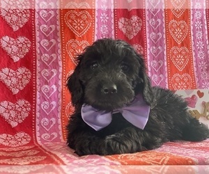 Goldendoodle Puppy for sale in LANCASTER, PA, USA