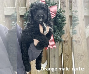 Bernedoodle Puppy for sale in BEDFORD, IN, USA